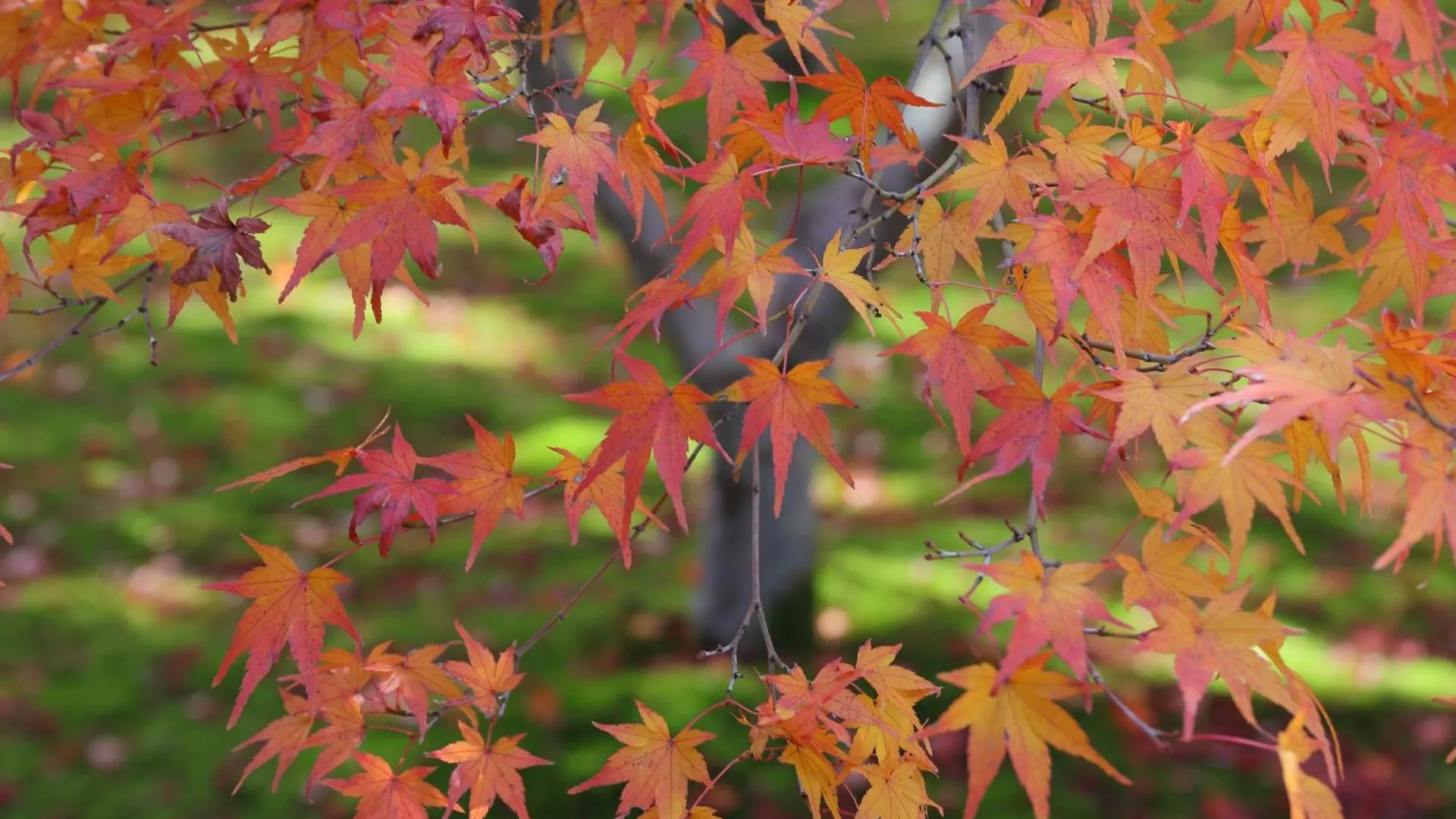 Villa Iroha Stay Kyoto 麗 -Rei- Japan