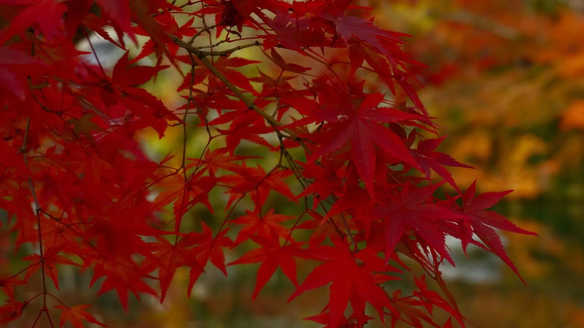 Villa Iroha Stay Kyoto 麗 -Rei-